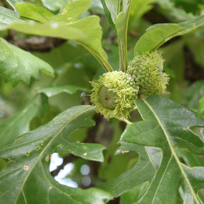 Bur Oak - Endswell