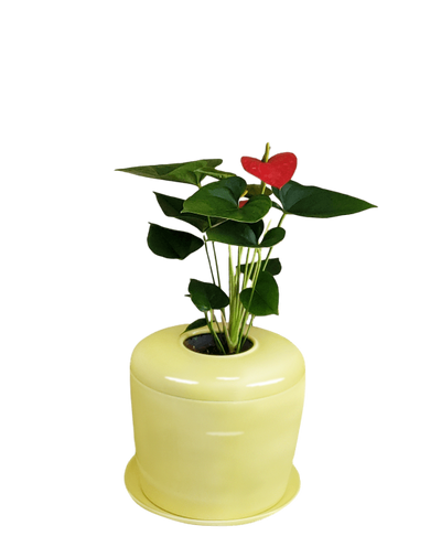 The Living Urn Indoors / Patio - Lotus