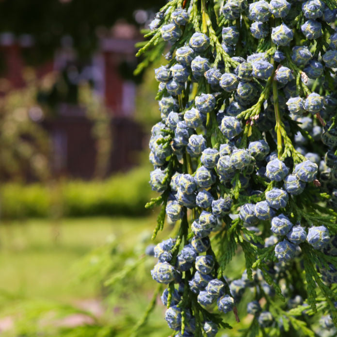 Cypress (Leyland) - Green Farewells