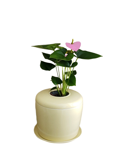 The Living Urn Indoors / Patio - Lotus