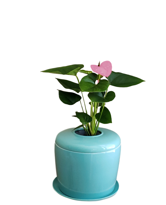 The Living Urn Indoors / Patio - Endswell