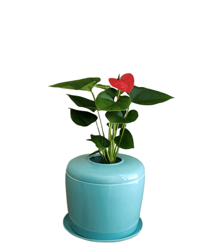 The Living Urn Indoors / Patio - Endswell