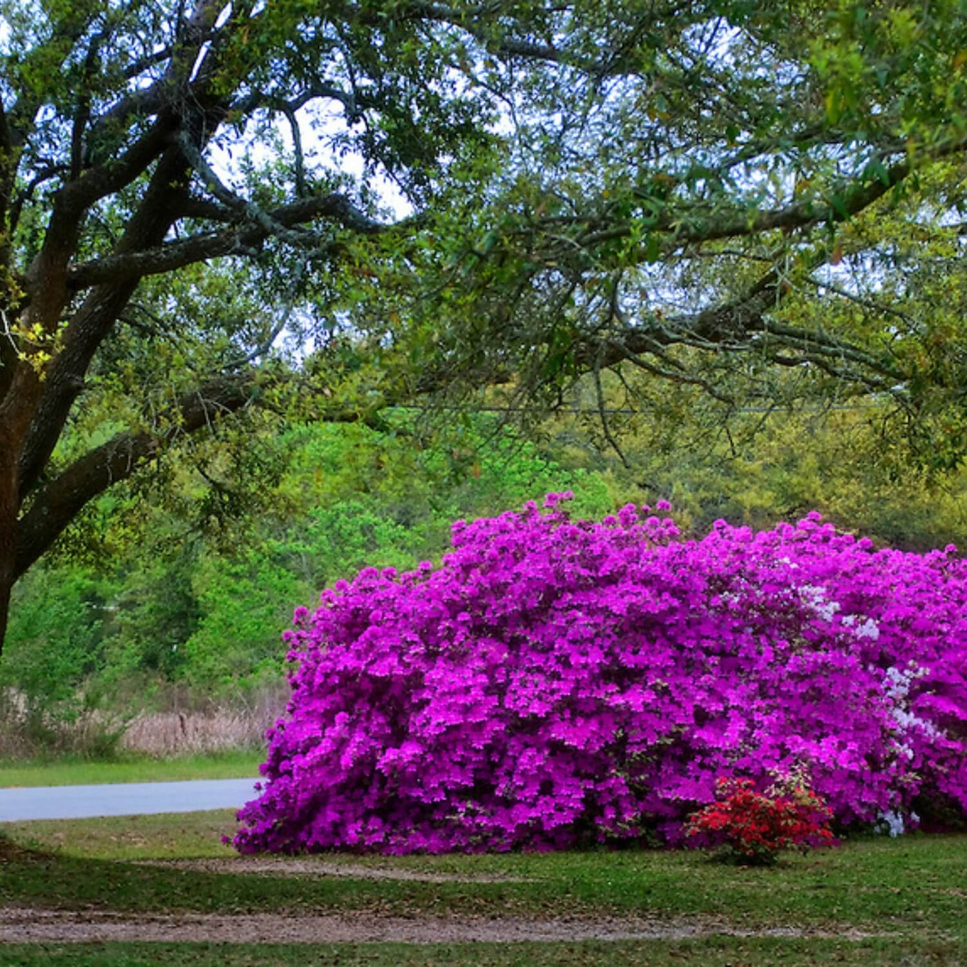 Formosa Azalea (Lavender) - Farris