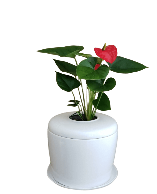 The Living Urn Indoors / Patio - Perry