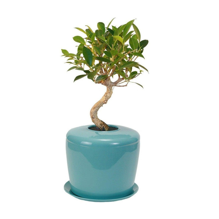 The Living Urn Indoors / Patio - Heaven Bound