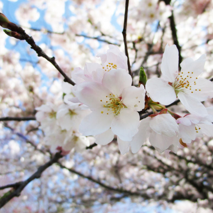 Akebono Flowering Cherry - Weddle
