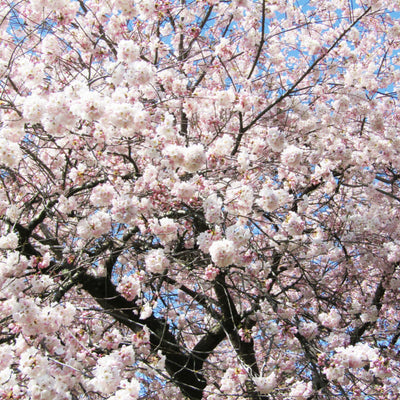 Akebono Flowering Cherry - Belk