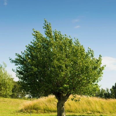 American Elm (Princeton) - Cremation Society