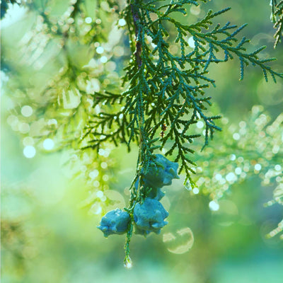 Cypress (Leyland) - Birdsong