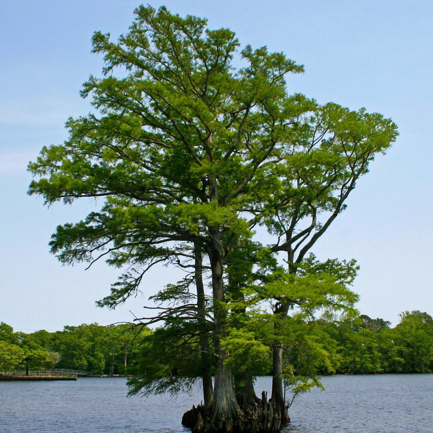 Bald Cypress - Teraloom