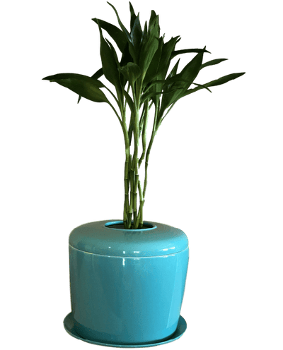 The Living Urn Indoors / Patio - Blake