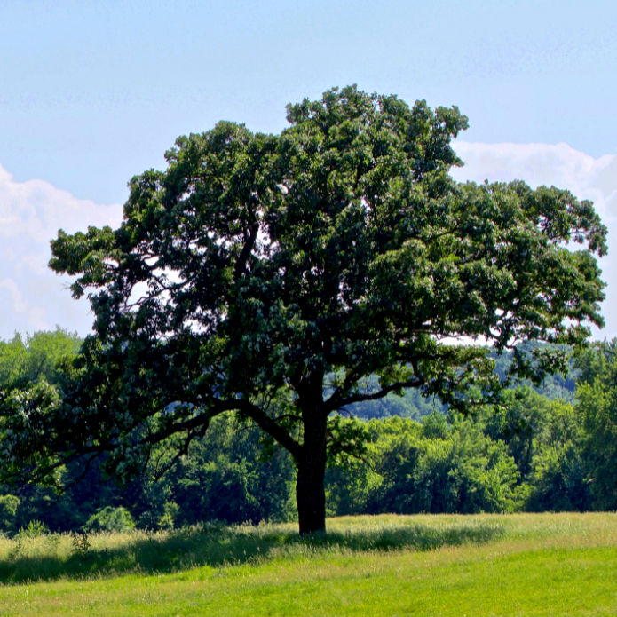 Bur Oak - Messenger
