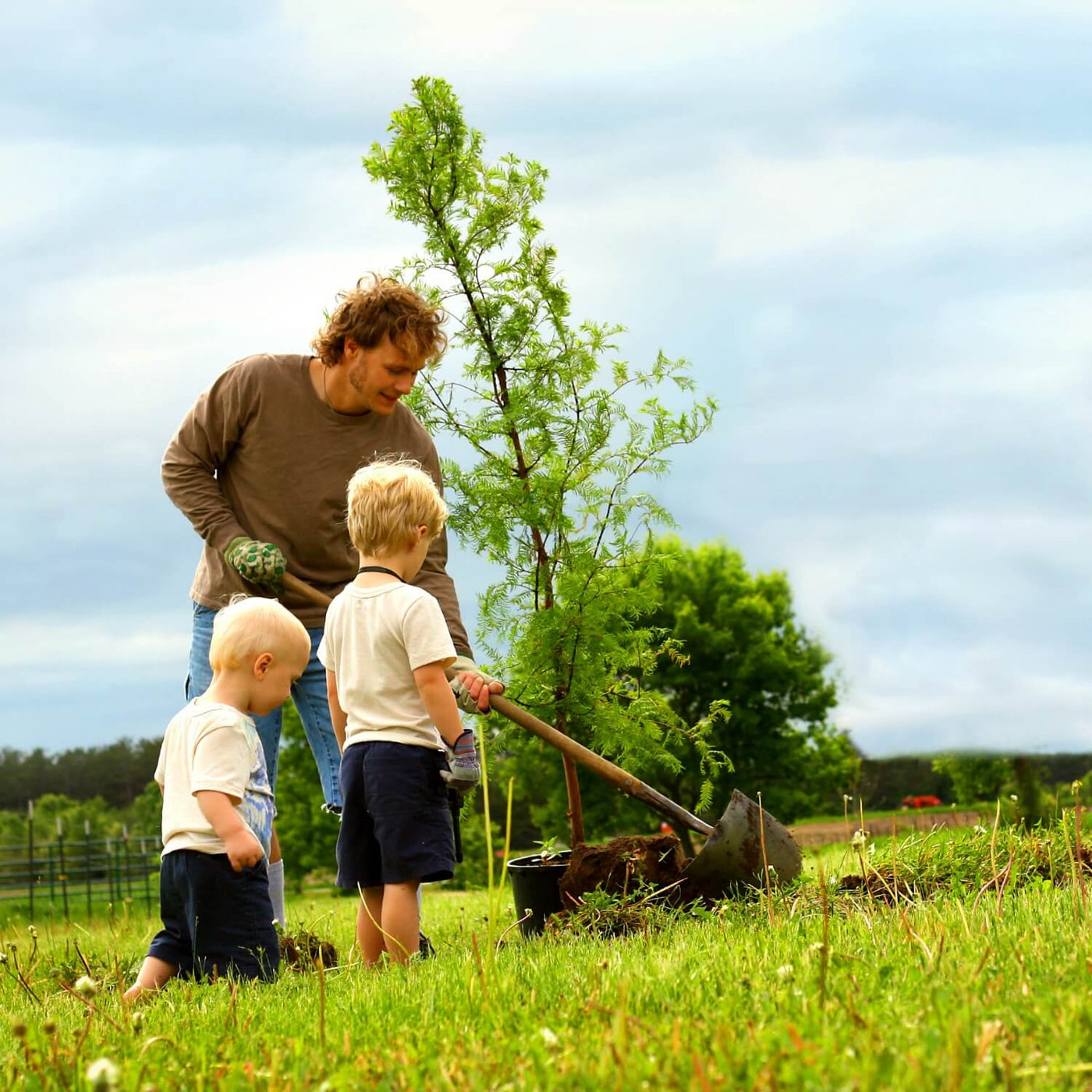Dawn Redwood - Eternal Peace