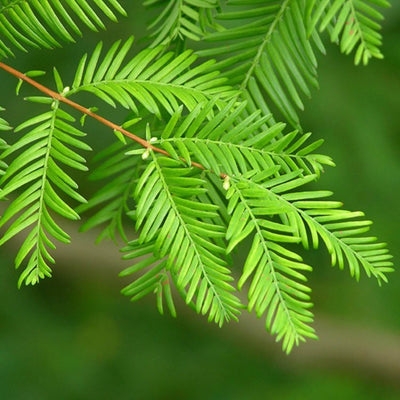 Dawn Redwood - Messenger