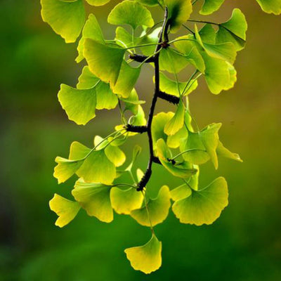 Ginkgo Biloba - SereniCare