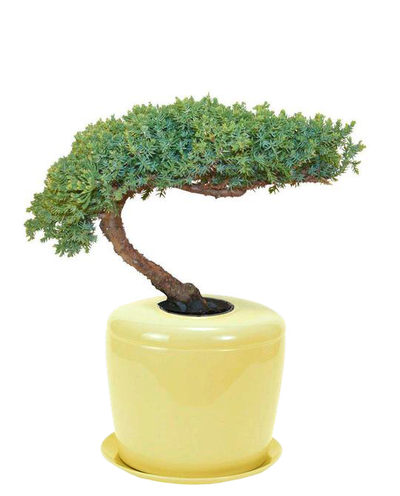 The Living Urn Indoors / Patio - Cremation Society