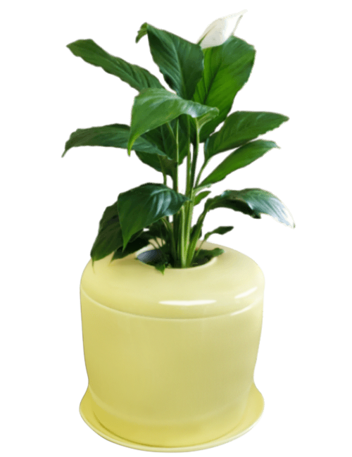 The Living Urn Indoors / Patio - Eternal Peace