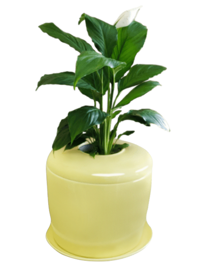 The Living Urn Indoors / Patio - Eternal Peace