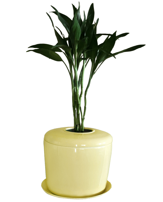 The Living Urn Indoors / Patio - Weddle