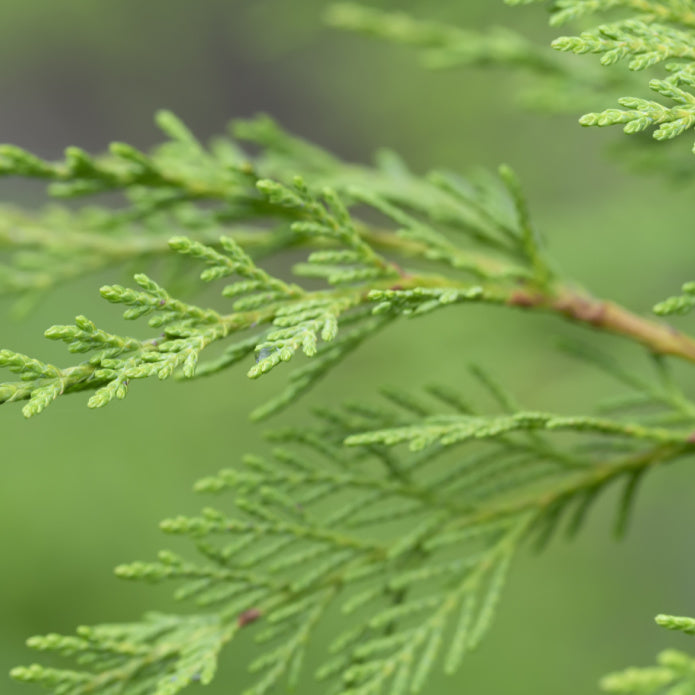 Cypress (Leyland) - Bunker