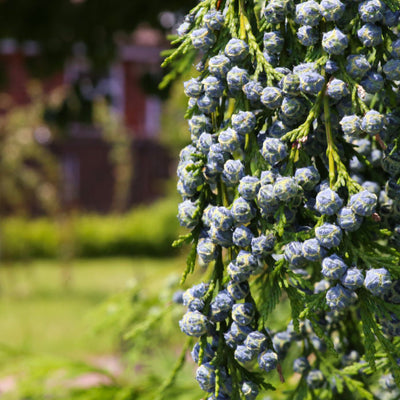 Cypress (Leyland) - Cremation Society