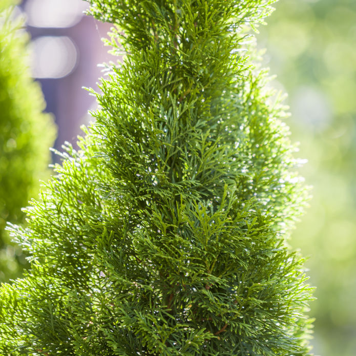 Cypress (Leyland) - Belk