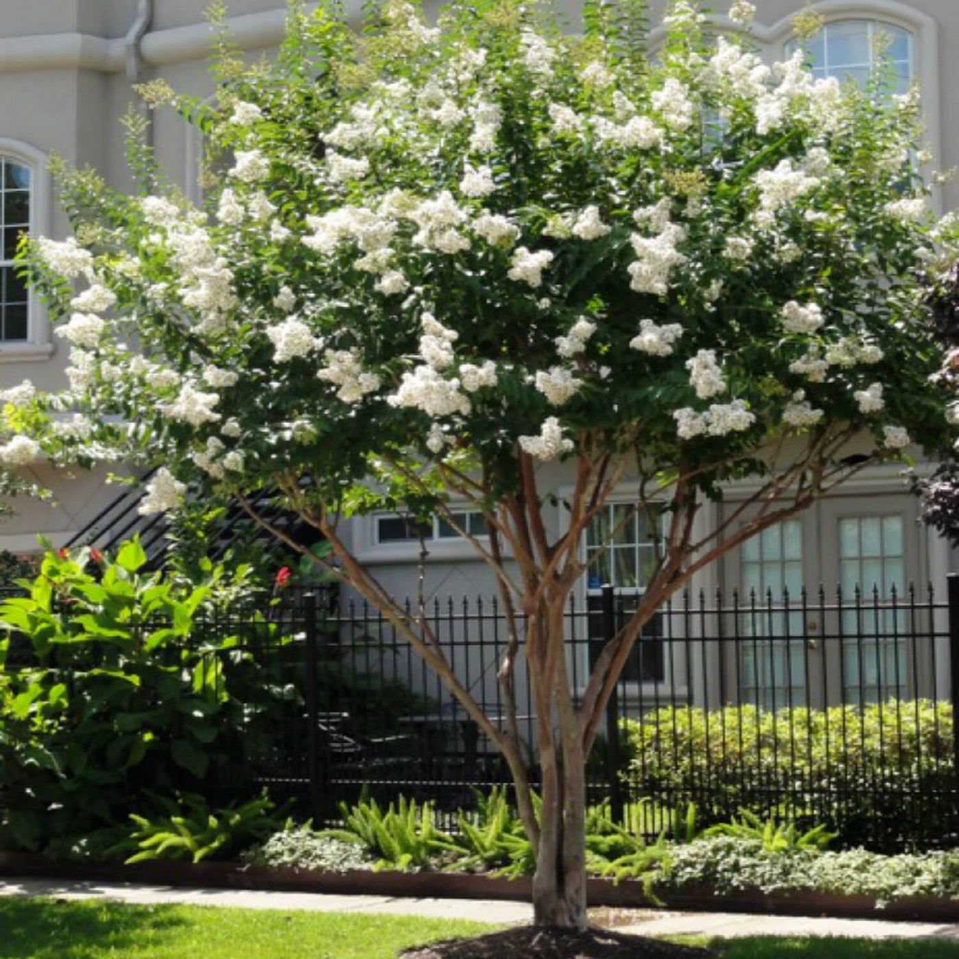 Crape Myrtle (White) - Messenger