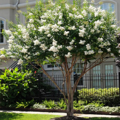 Crape Myrtle (White) - Natural Grace
