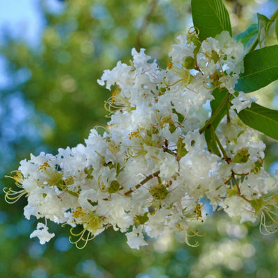 Crape Myrtle (White) - Blake