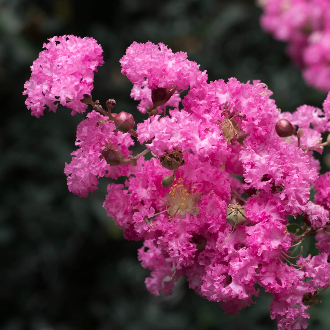 Crape Myrtle (Pink) - Birdsong