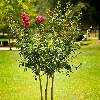 Crape Myrtle (Pink) - Cremation Society