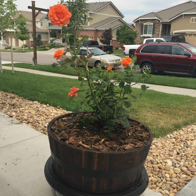 The Living Urn® - Be a Tree Cremation