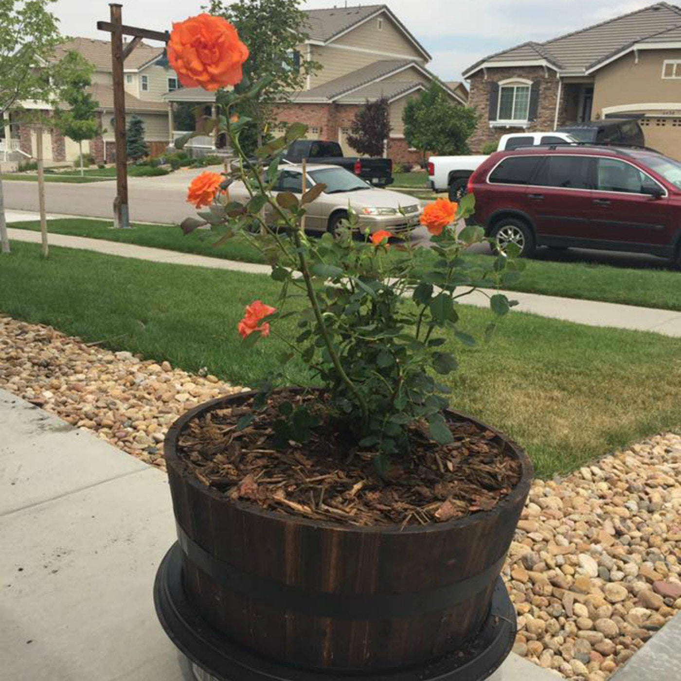 Family Program - Be a Tree Cremation