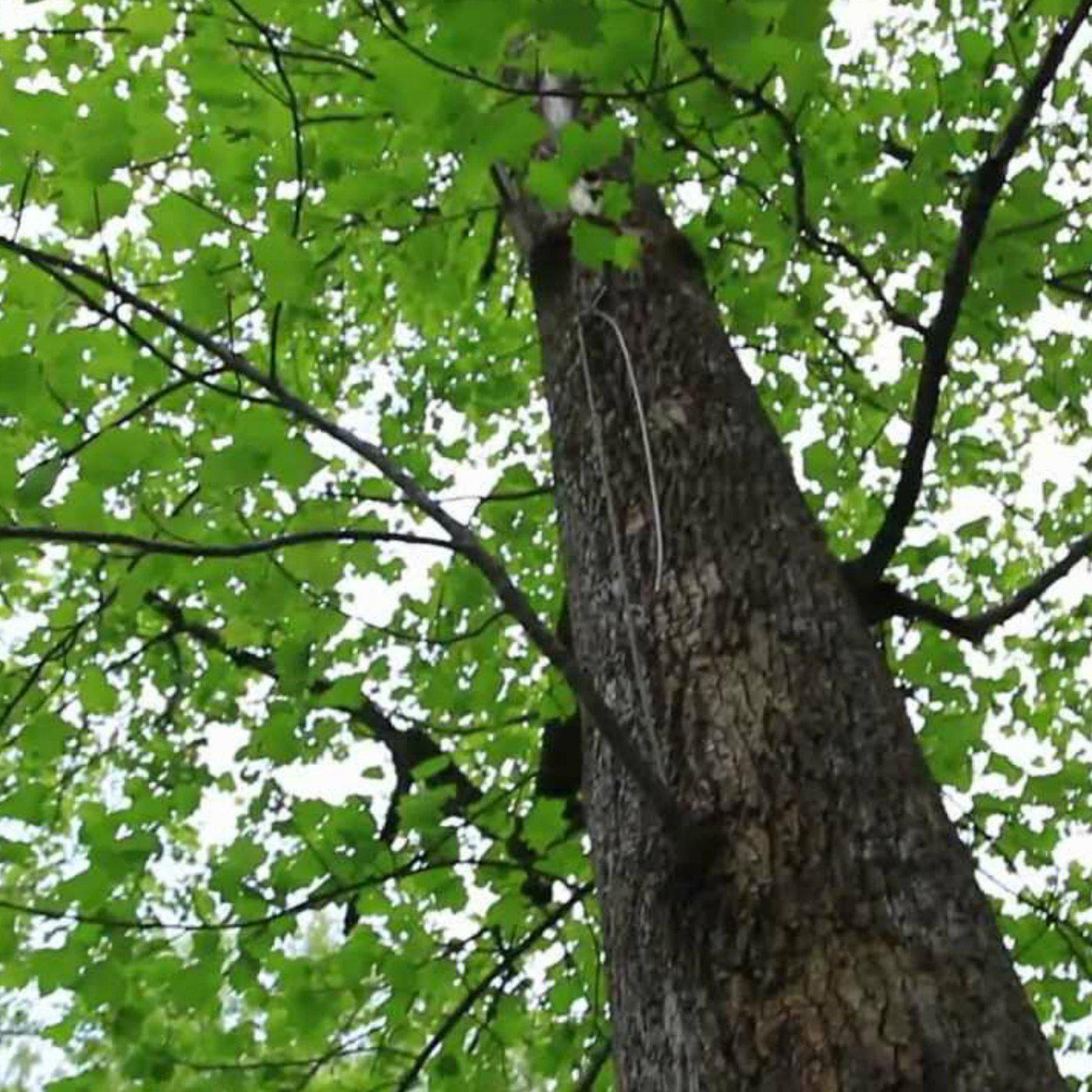 Tuliptree - Be a Tree Cremation