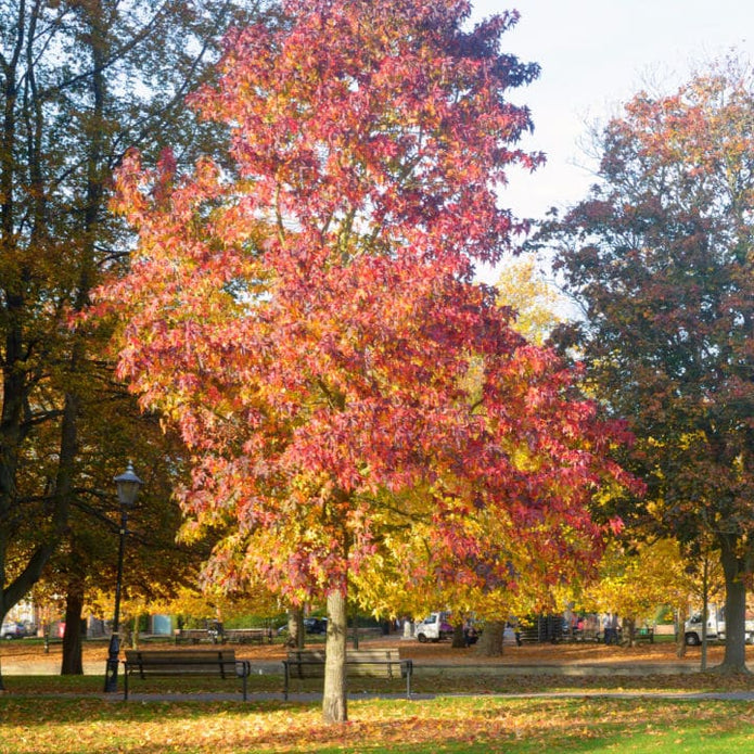 American Sweet Gum - Emmick