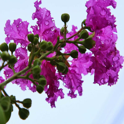 Crape Myrtle (Purple) - Teraloom