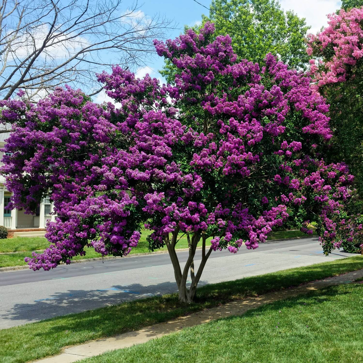 Crape Myrtle (Purple) - Messenger