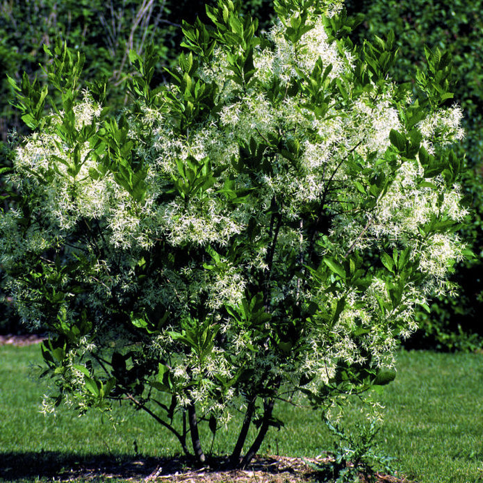 White Fringe Tree - Blake
