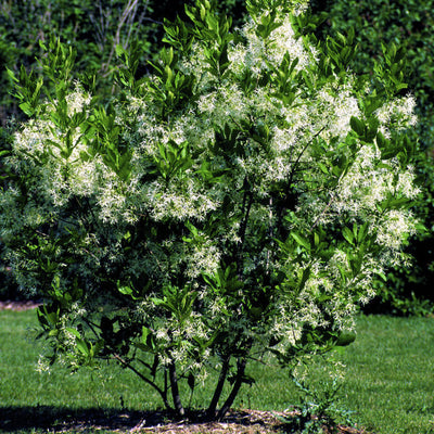 White Fringe Tree - Greenhaven