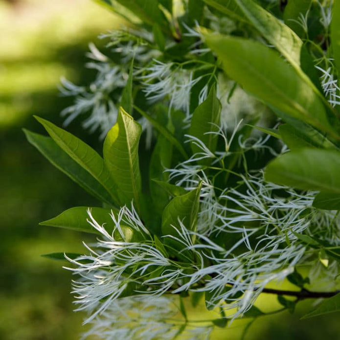 White Fringe Tree - Weddle