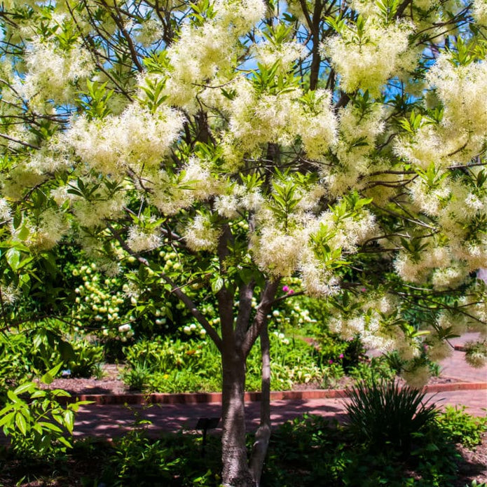 White Fringe Tree - Natural Grace