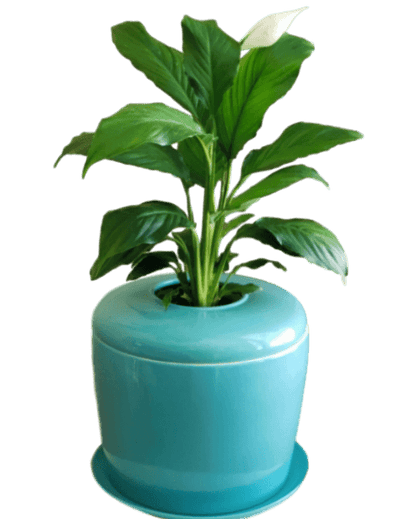 The Living Urn Indoors / Patio - 5280