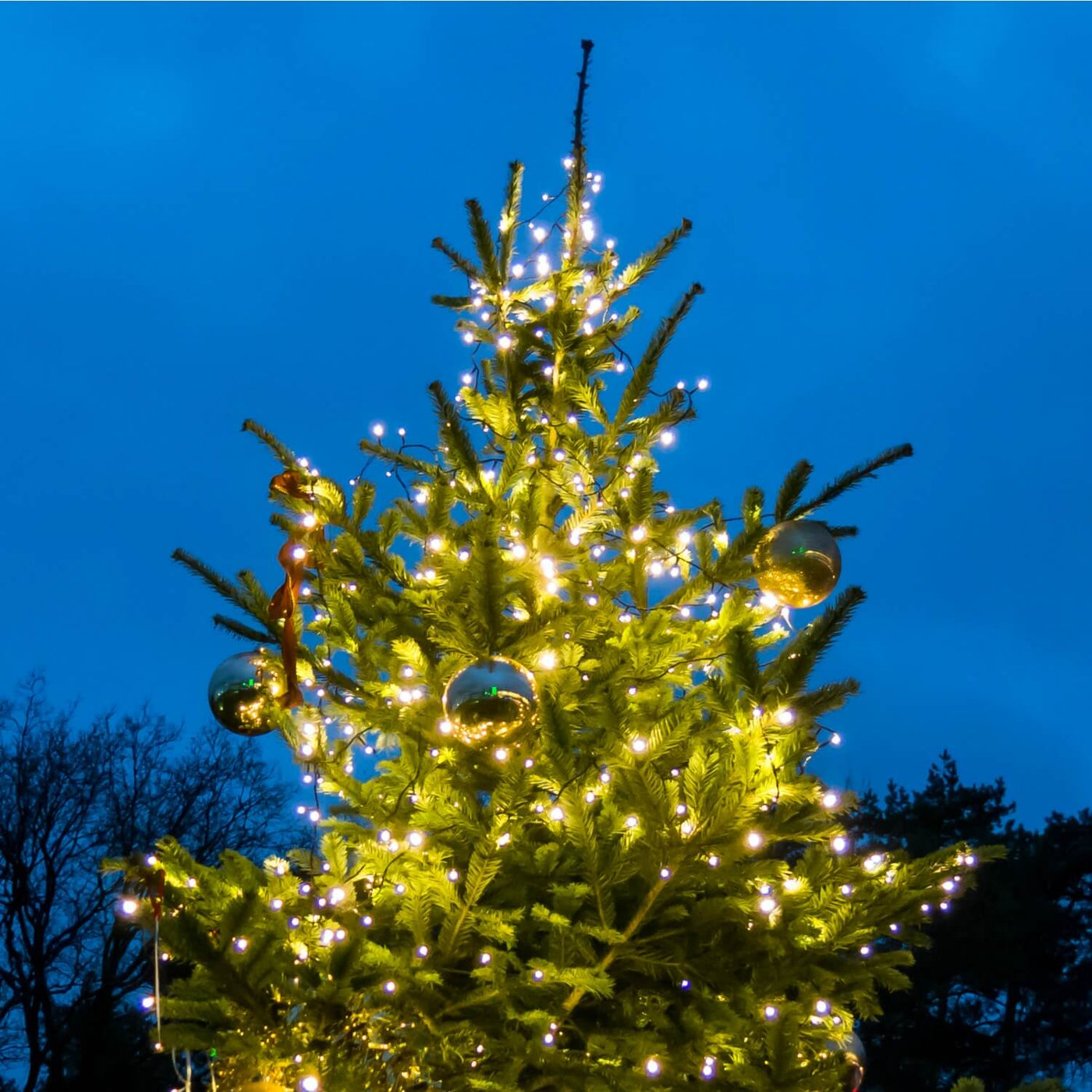 Christmas Tree - Messenger