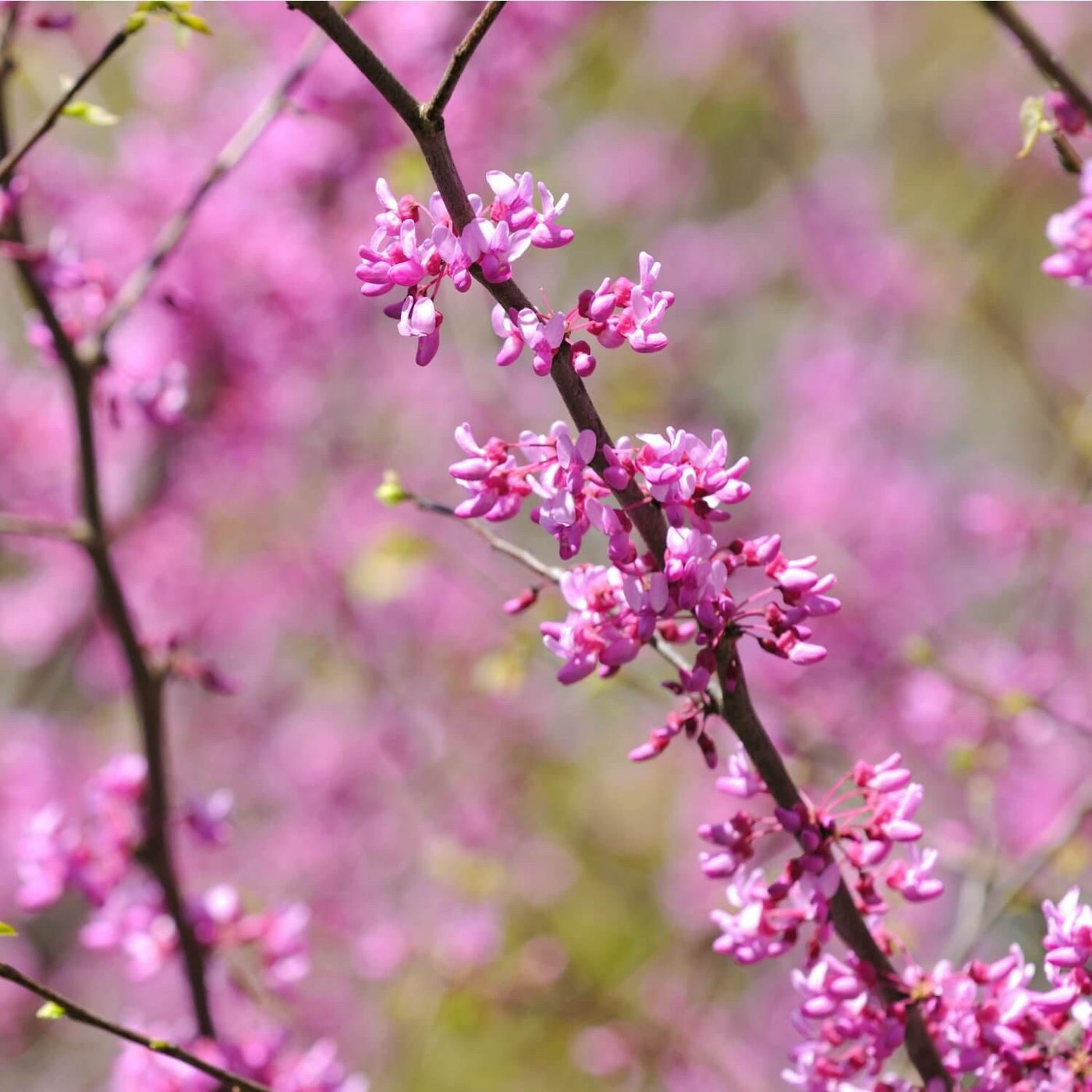 Eastern Redbud - Birdsong