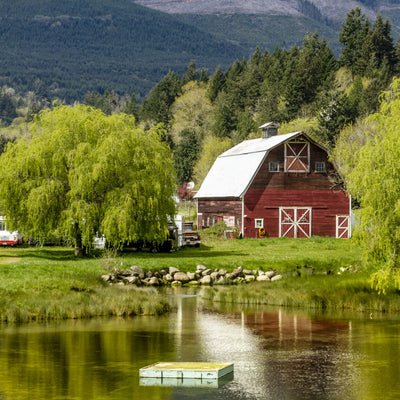Weeping Willow - Birdsong