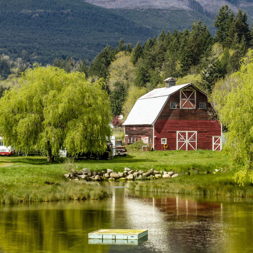 Weeping Willow - Birdsong