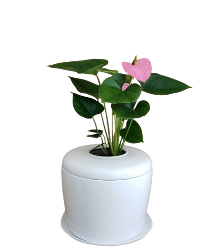 The Living Urn Indoors / Patio - Two Rivers